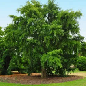 Ginkgo Biloba Live Tree 6-12 inch Tall, 1 Quart Pot, Deciduous Outdoor Plant - Image 9