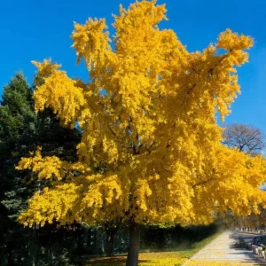 Ginkgo Biloba Live Tree – Maidenhair Tree, Quart Pot, 6-12 inches, Outdoor - Image 10
