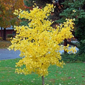 Ginkgo Biloba Live Tree – Maidenhair Tree, Quart Pot, 6-12 inches, Outdoor - Image 3