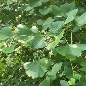 Ginkgo Biloba Live Tree – Maidenhair Tree, Quart Pot, 6-12 inches, Outdoor - Image 8