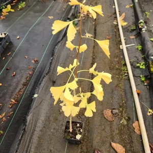 Ginkgo Biloba Live Tree Plant - 4 inch Container - Zones 3-8 - Image 2