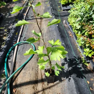 Ginkgo Biloba Live Tree Plant - 4 inch Container - Zones 3-8 - Image 1