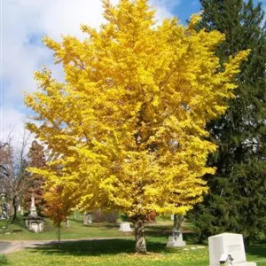 Ginkgo Biloba (Maidenhair)Tree in Quart Pot 18' Heigh - Image 2