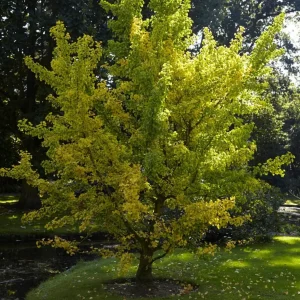 Ginkgo Biloba (Maidenhair)Tree in Quart Pot 18' Heigh - Image 3