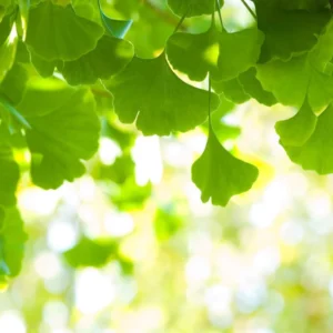 Ginkgo Tree Live Plant 8-12