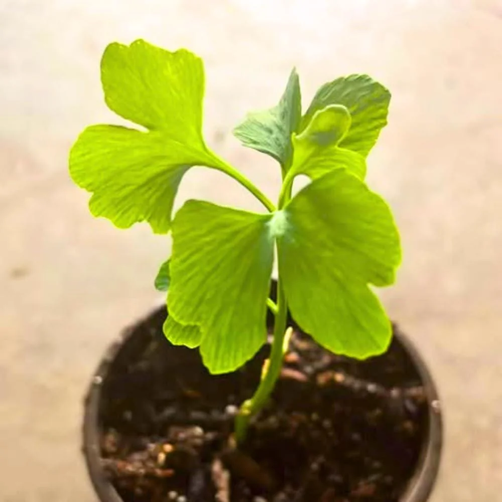Ginkgo Tree Live Plant 8-12" Tall in 4 Inch Pot - Deciduous Outdoor - Image 3