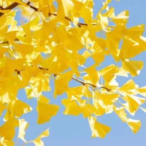 Ginkgo Tree Live Plant 8-12