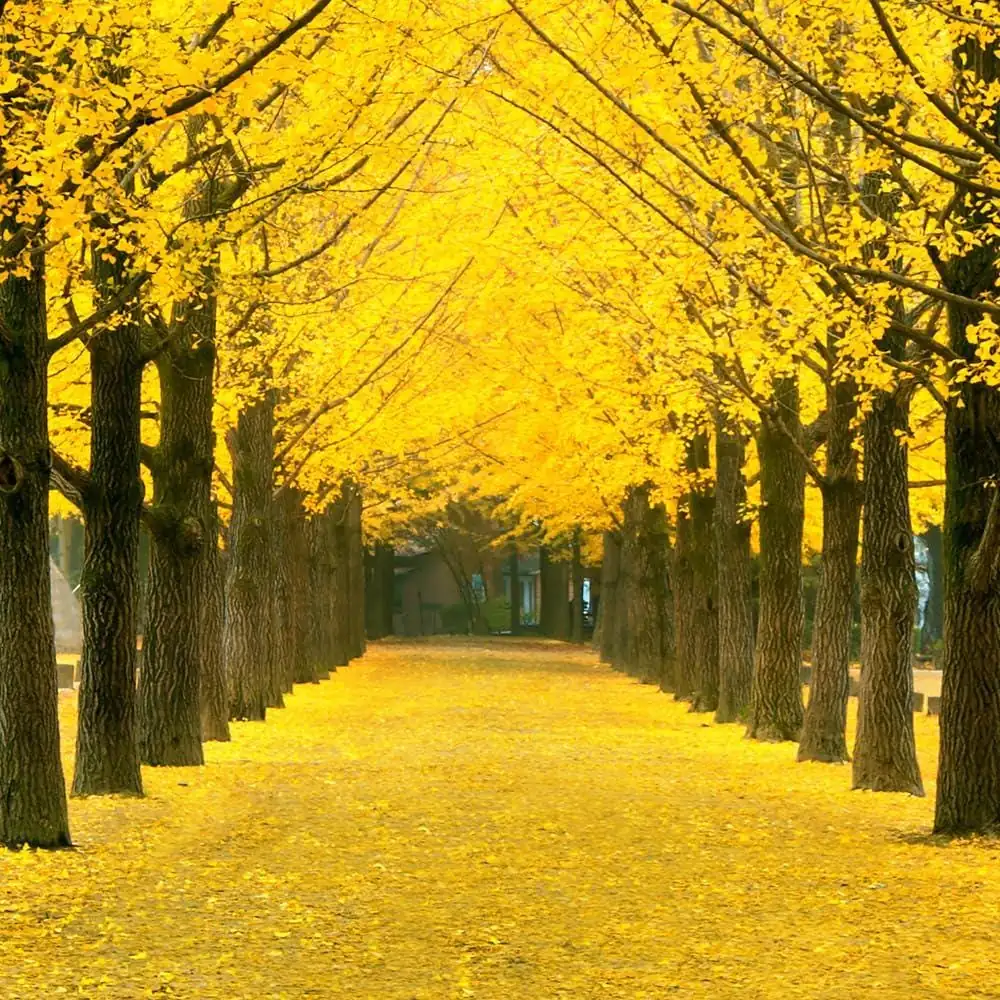 Ginkgo Tree Live Plant 8-12" Tall in 4 Inch Pot - Deciduous Outdoor - Image 4