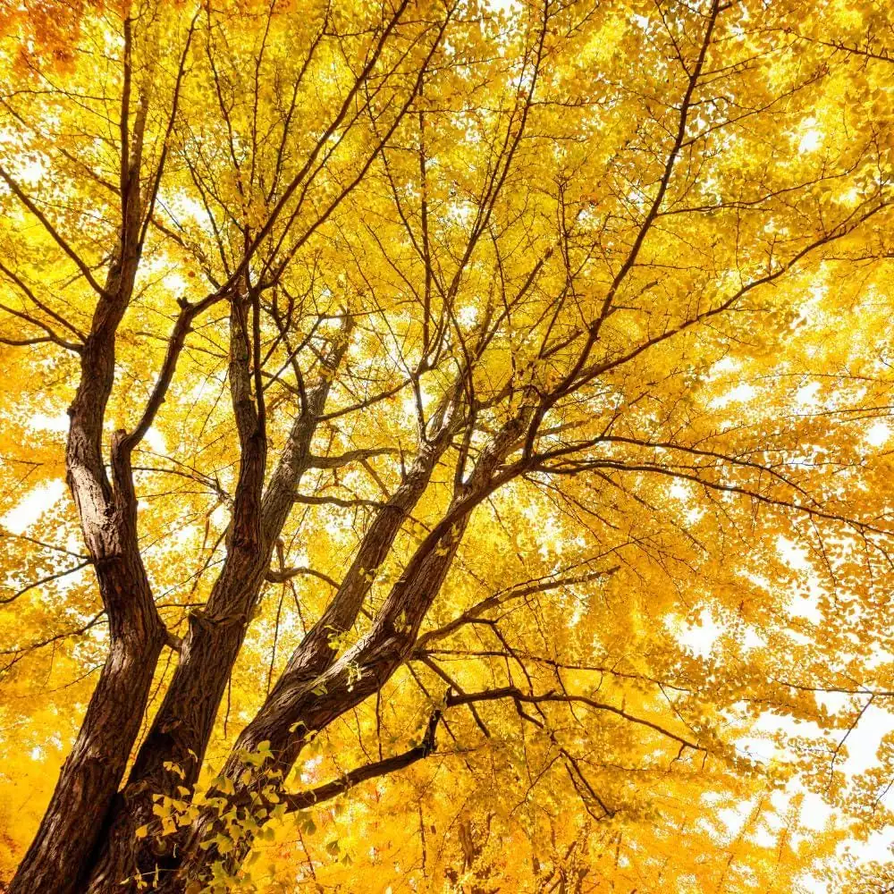 Ginkgo Tree Live Plant 8-12" Tall in 4 Inch Pot - Deciduous Outdoor - Image 5