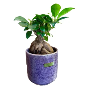 Ginseng Ficus Bonsai Live Plant – Ficus microcarpa – 4 inch Nursery Pot – Indoor - Image 10