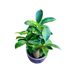 Ginseng Ficus Bonsai Live Plant – Ficus microcarpa – 4 inch Nursery Pot – Indoor - Image 4