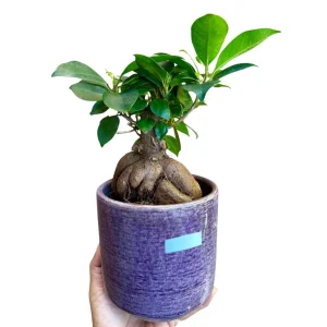 Ginseng Ficus Bonsai Live Plant – Ficus microcarpa – 4 inch Nursery Pot – Indoor - Image 5