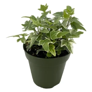 Glacier English Ivy Live Plant – Hedera Helix – 4 inch Pot – Indoor/Outdoor - Image 1