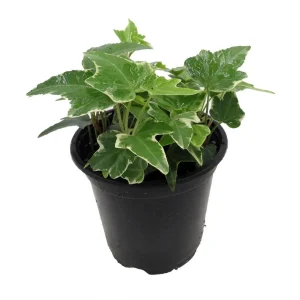 Glacier English Ivy Live Plant – Hedera Helix – 4 inch Pot – Indoor/Outdoor - Image 4