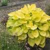 Glad Tidings Hosta Bareroot Plant - Golden Yellow Foliage, 16-18 inches, Zones 3-9 - Image 1