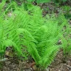 Glade Fern Live Plant - Athyrium Pycnocarpon - 3 Pack - Shade Garden - Image 1