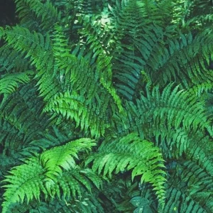 Glade Fern Live Plant - Athyrium Pycnocarpon - 3 Pack - Shade Garden - Image 2