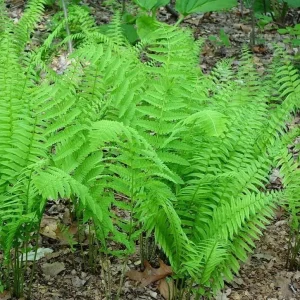 Glade Fern Live Plant - Athyrium Pycnocarpon - 3 Pack - Shade Garden - Image 4