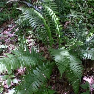 Glade Fern Live Plant - Athyrium Pycnocarpon - 3 Pack - Shade Garden - Image 5