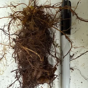 Glade Fern Live Plant - Athyrium Pycnocarpon - 3 Pack - Shade Garden - Image 6