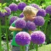 Gladiator Allium Bulbs - Giant Ornamental Flowering Onion - Fast Growing - Image 1