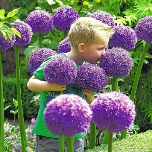 Gladiator Allium Bulbs - Giant Ornamental Flowering Onion - Fast Growing - Image 1