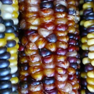 Glass Gem Corn Seeds - 500 Mix Pack - Organic, Multi-Color Vegetable Seeds for Outdoor Planting - Image 2