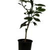 Glen Navel Orange Tree Live Plant - 5 inch Pot - Sweet, Seedless Citrus - Image 1
