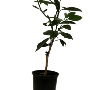 Glen Navel Orange Tree Live Plant - 5 inch Pot - Sweet, Seedless Citrus - Image 1