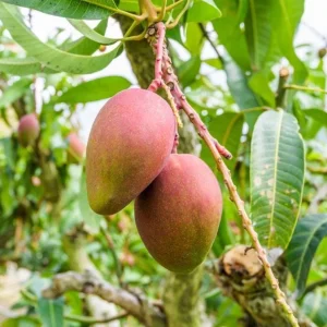 Glenn Grafted Mango Live Plant - 12-18