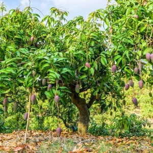 Glenn Grafted Mango Live Plant - 12-18