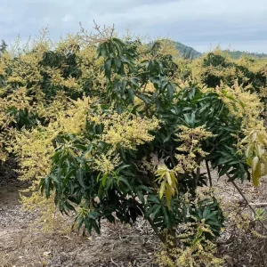 Glenn Grafted Mango Live Plant - 12-18