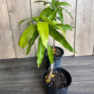 Glenn Mango Tree Live Plant – Grafted – 1/2 Gallon Pot – Fruit Bearing Tree - Image 2