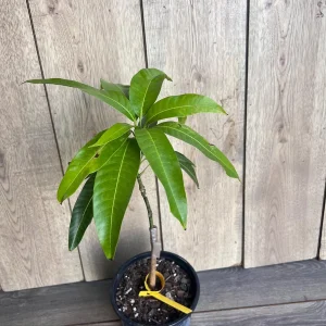 Glenn Mango Tree Live Plant – Grafted – 1/2 Gallon Pot – Fruit Bearing Tree - Image 7