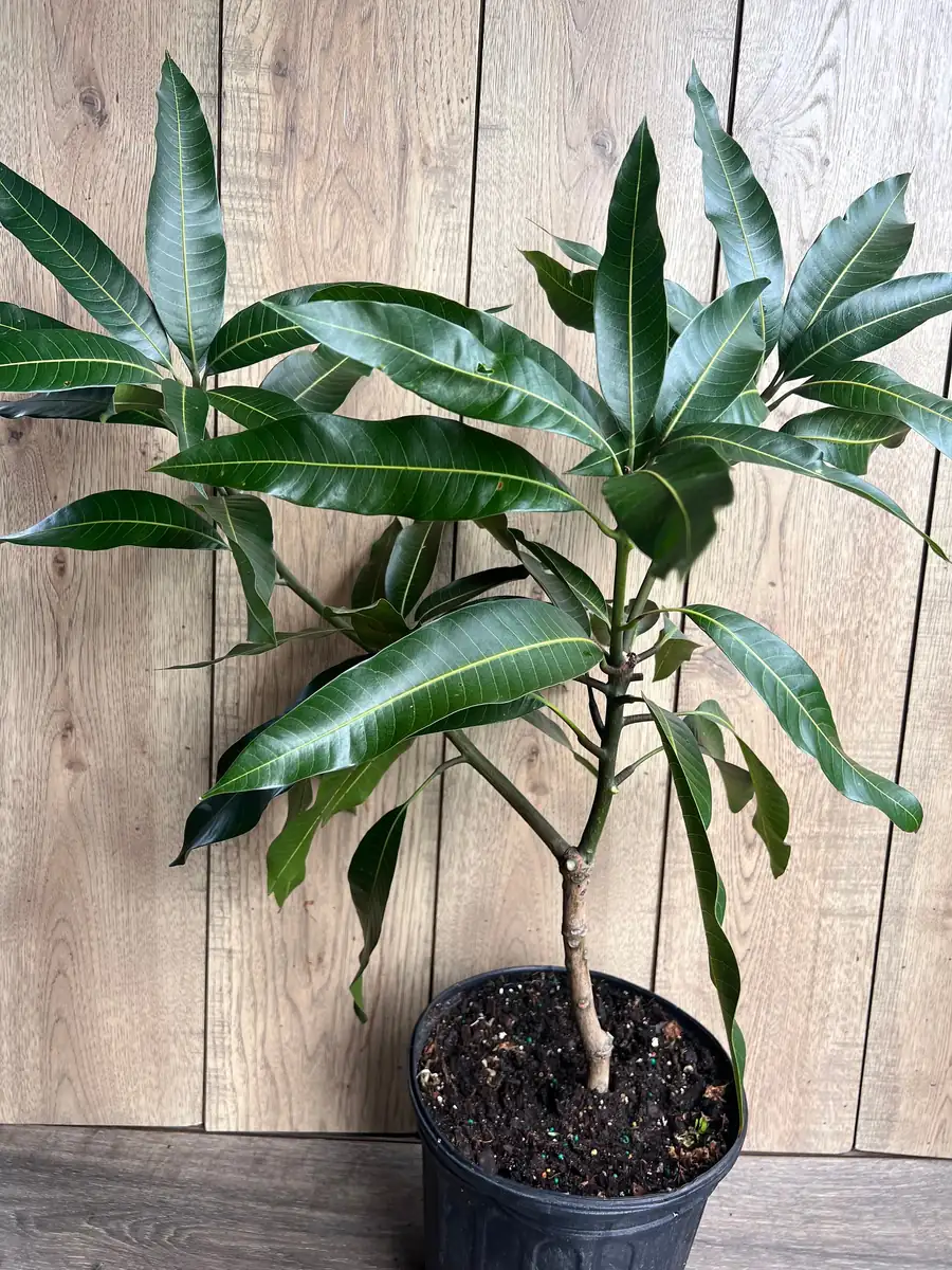 Glenn Mango Tree Live Plant – Grafted, 3 Gallon Pot – Fruit Tree - Image 2