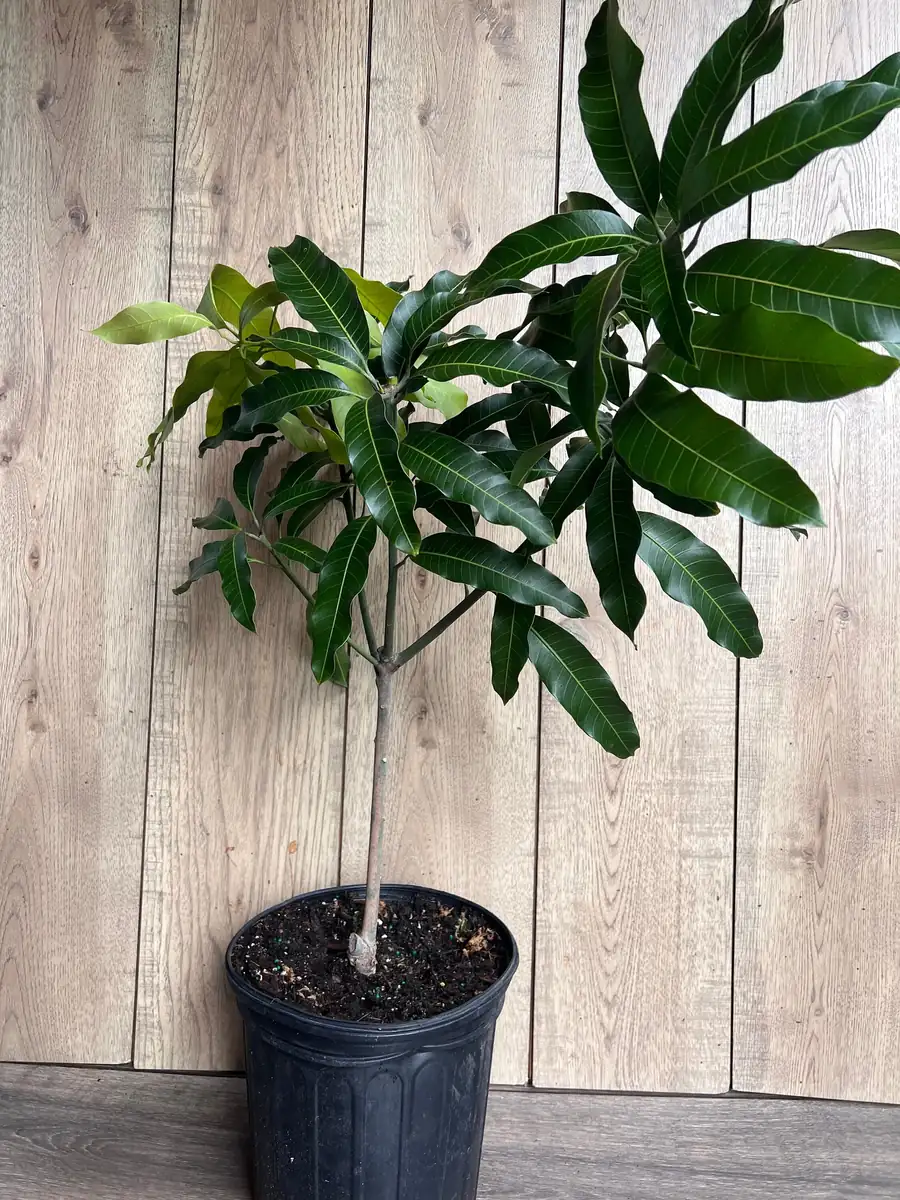 Glenn Mango Tree Live Plant – Grafted, 3 Gallon Pot – Fruit Tree - Image 3