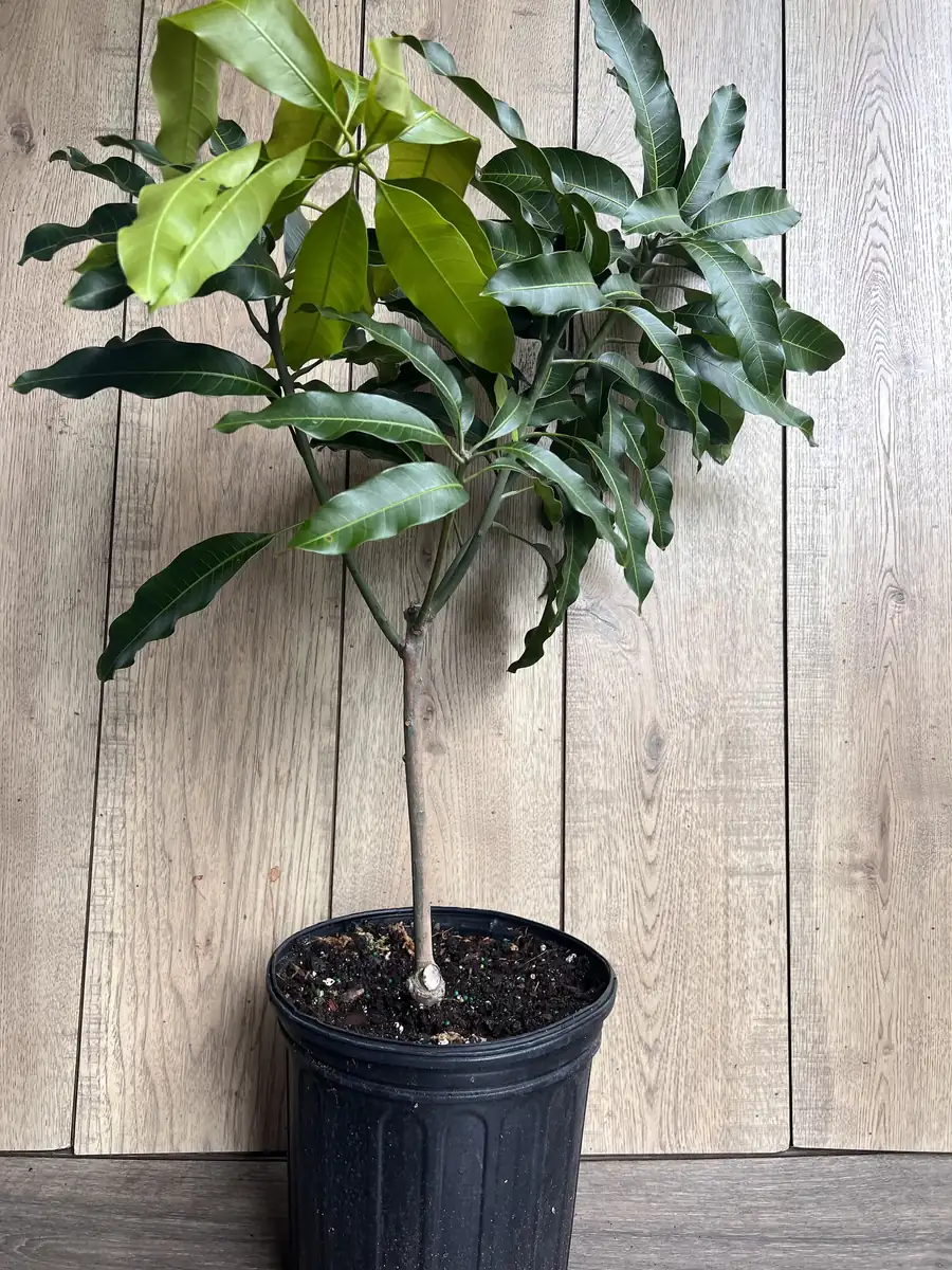 Glenn Mango Tree Live Plant – Grafted, 3 Gallon Pot – Fruit Tree - Image 4