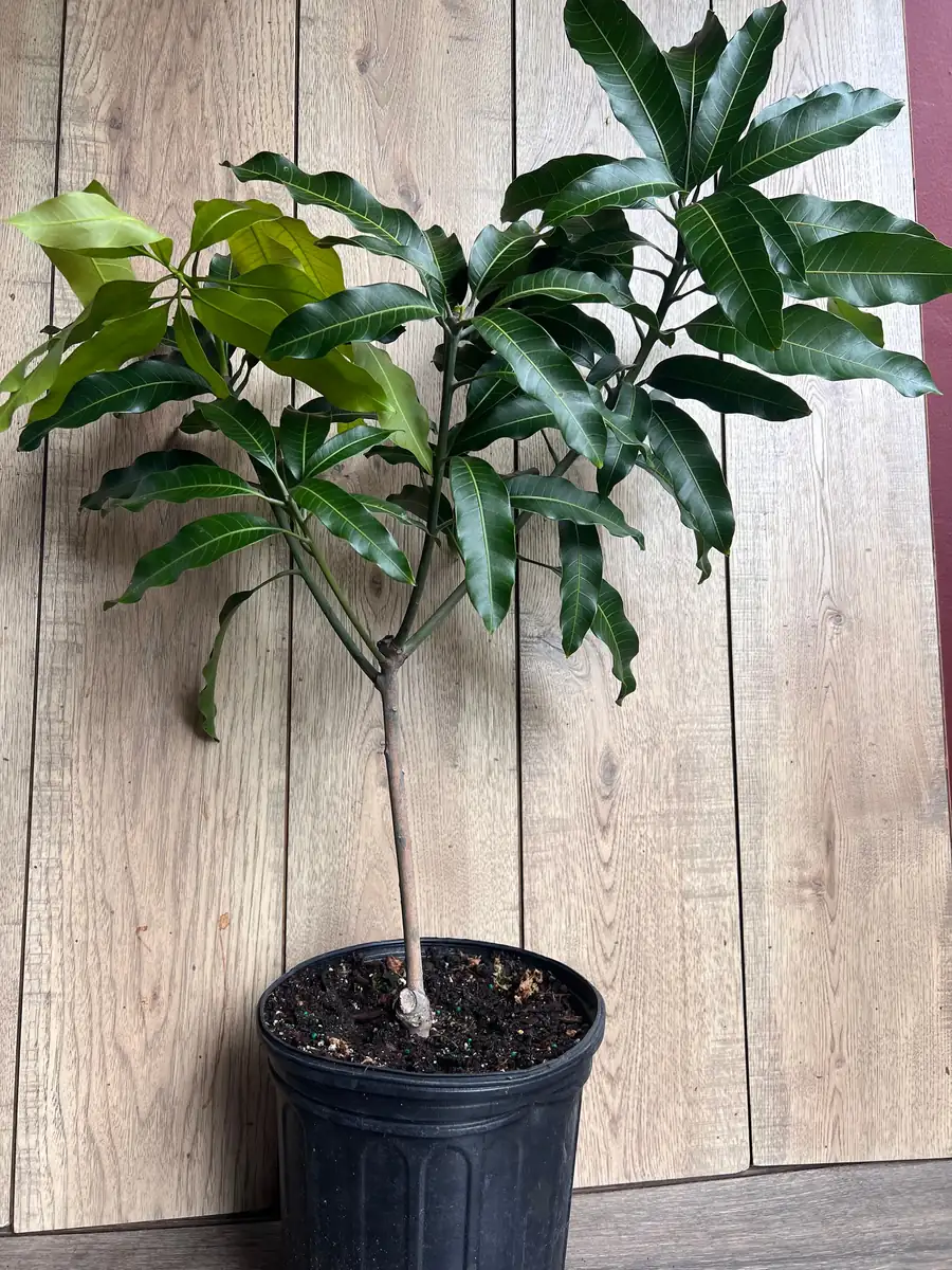 Glenn Mango Tree Live Plant – Grafted, 3 Gallon Pot – Fruit Tree - Image 5