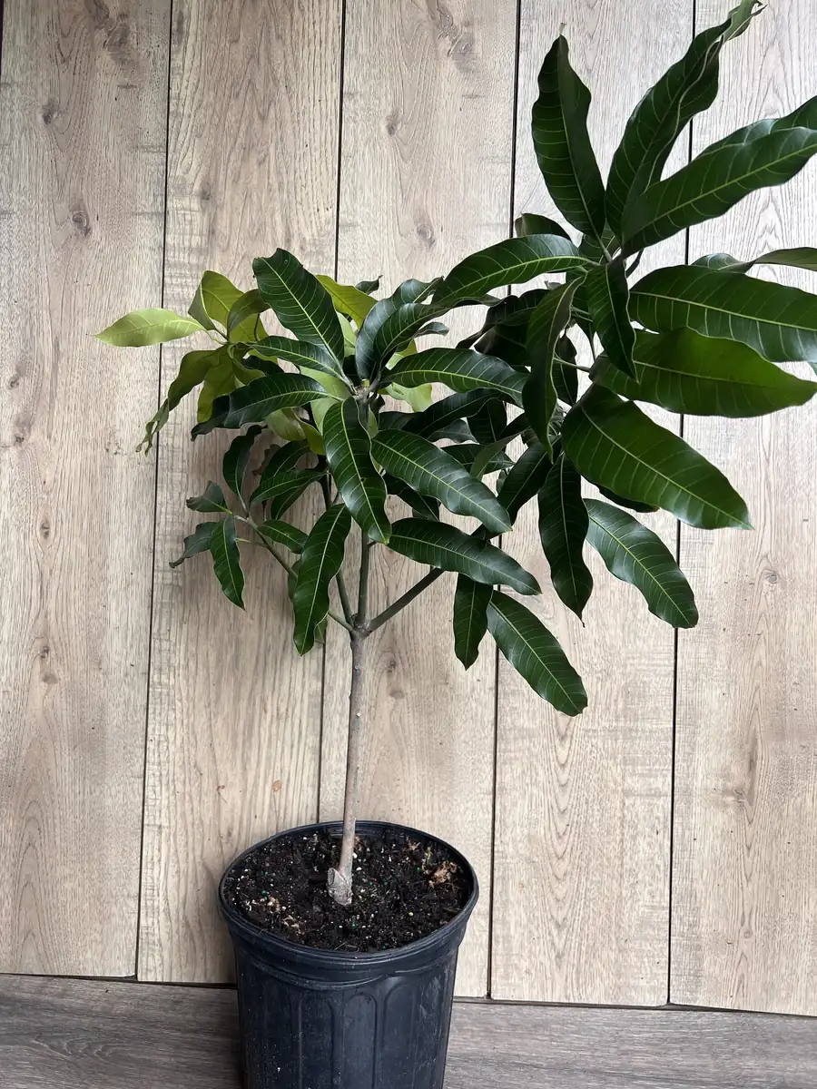 Glenn Mango Tree Live Plant – Grafted, 3 Gallon Pot – Fruit Tree - Image 6