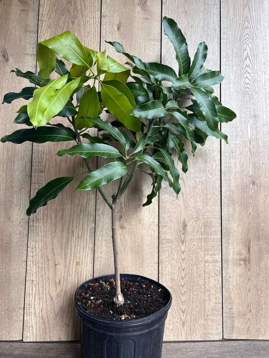 Glenn Mango Tree Live Plant – Grafted, 3 Gallon Pot – Fruit Tree - Image 7