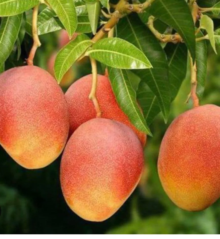 Glenn Mango Tree Live Plant – Grafted, 3 Gallon Pot – Fruit Tree - Image 1