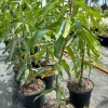 Glenn Mango Tree Live Plant - Grafted, 3 Gallon Pot, Tropical Fruit Tree - Image 1