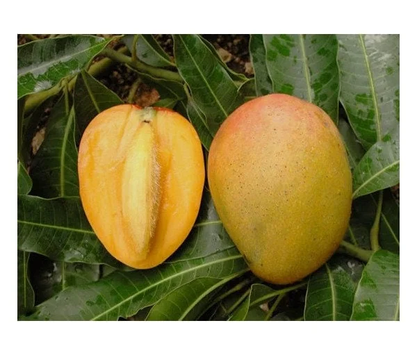 Glenn Mango Tree Live Plant – Grafted Tropical Fruit Tree – 3 Gallon Pot – 3 feet tall - Image 2