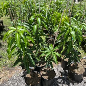 Glenn Mango Tree Live Plant – Grafted Tropical Fruit Tree – 3 Gallon Pot – 3 feet tall - Image 3