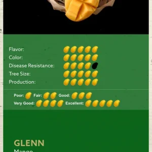 Glenn Mango Tree Live Plant – Grafted Tropical Fruit Tree – 3 Gallon Pot – 3 feet tall - Image 1