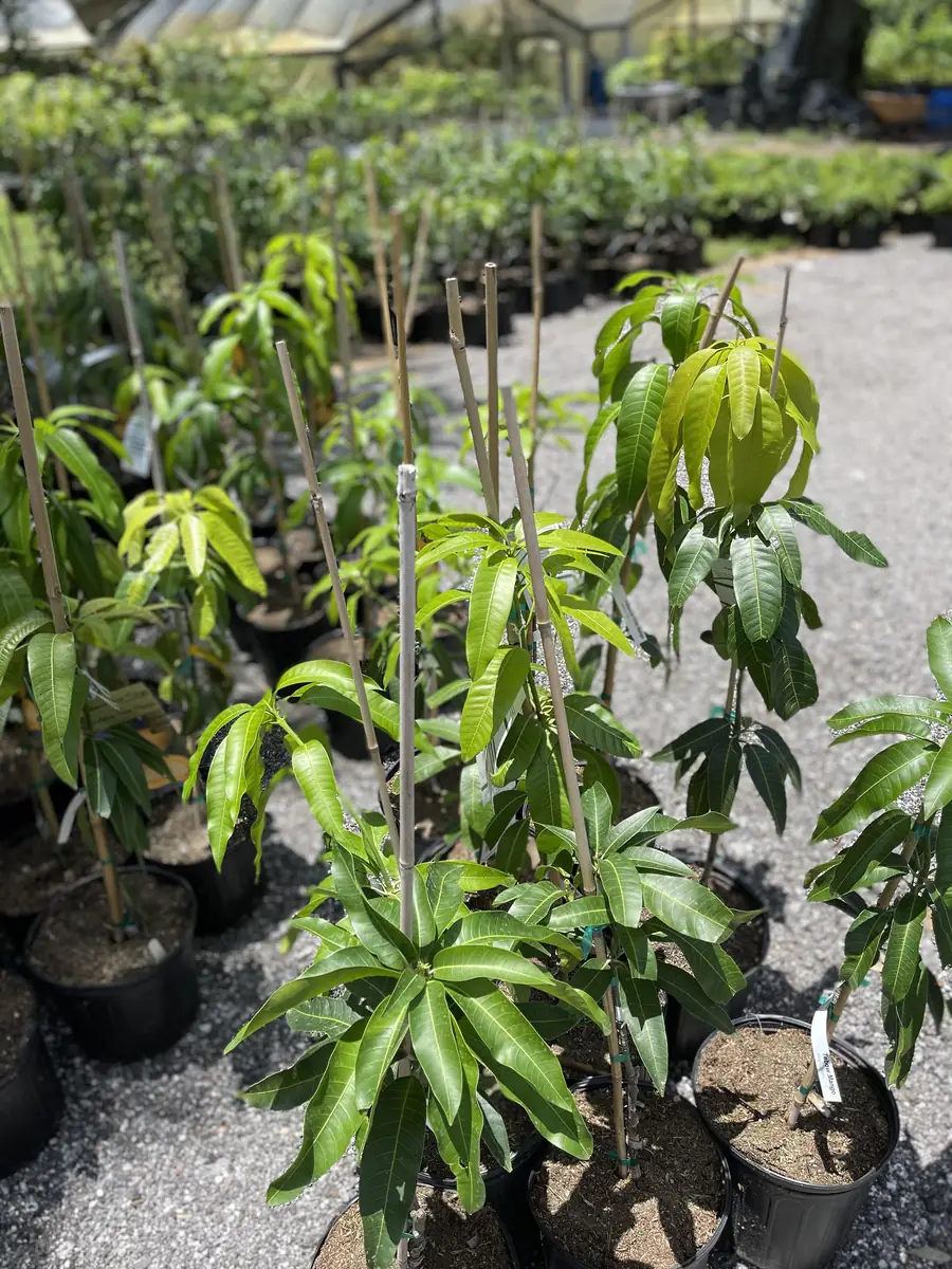 Glenn Mango Tree Live Plant – Grafted Tropical Fruit Tree – 3 Gallon Pot – 3 feet tall - Image 4