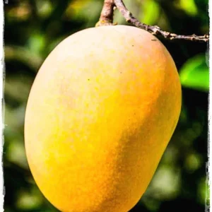 Glenn Mango Tree Live Plant – Grafted Tropical Fruit Tree – 3 Gallon Pot – 3 feet tall - Image 5