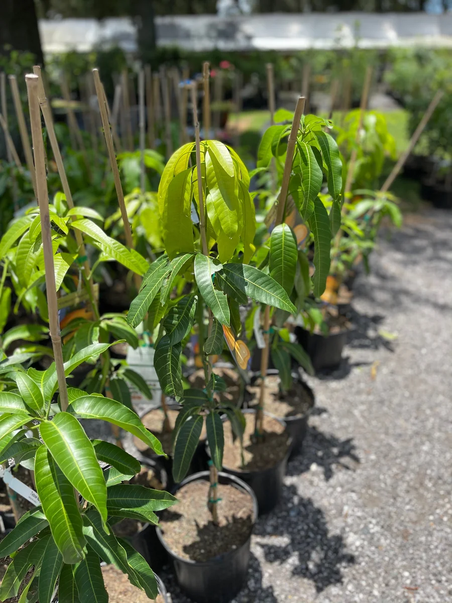 Glenn Mango Tree Live Plant – Grafted Tropical Fruit Tree – 3 Gallon Pot – 3 feet tall - Image 6