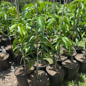 Glenn Mango Tree Live Plant – Grafted Tropical Fruit Tree – 3 Gallon Pot – 3 feet tall - Image 8