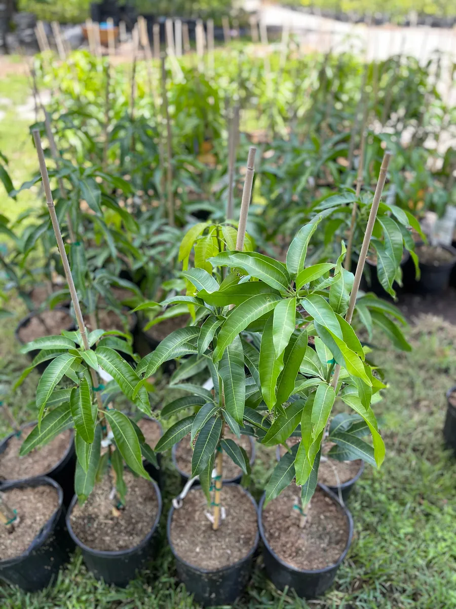 Glenn Mango Tree Live Plant – Grafted Tropical Fruit Tree – 3 Gallon Pot – 3 feet tall - Image 9